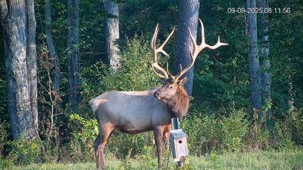 Pennsylvania Elk Live Webcam - Sep 9, 2025, 8:12am EDT