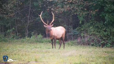 Pennsylvania Elk Live Webcam - Sep 9, 2026, 7:07pm EDT