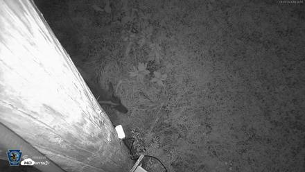 Pennsylvania Elk Live Webcam - Sep 9, 2026, 7:49pm EDT