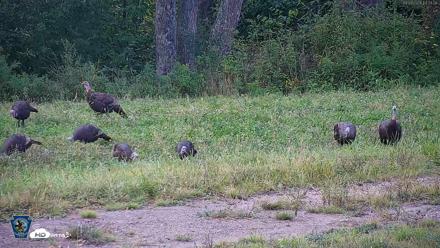 Pennsylvania Elk Live Webcam - Sep 8, 2026, 6:34pm EDT