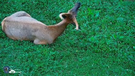 Pennsylvania Elk Live Webcam - Aug 6, 2026, 8:01pm EDT