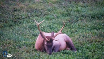Pennsylvania Elk Live Webcam - Sep 8, 2026, 7:34pm EDT