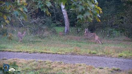 Pennsylvania Elk Live Webcam - Sep 30, 2026, 5:33pm EDT