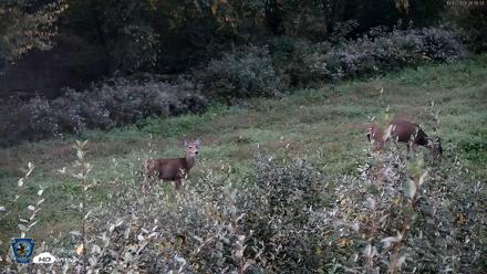 Pennsylvania Elk Live Webcam - Oct 2, 2026, 6:57am EDT