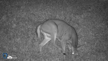 Pennsylvania Elk Live Webcam - Sep 29, 2026, 9:42pm EDT