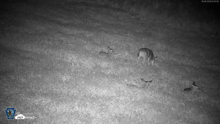 Pennsylvania Elk Live Webcam - Oct 1, 2026, 4:26am EDT