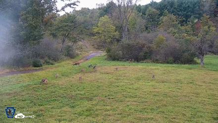 Pennsylvania Elk Live Webcam - Sep 27, 2026, 6:30pm EDT