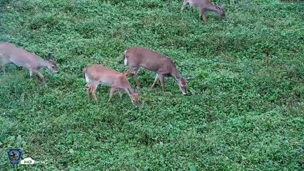 Pennsylvania Elk Live Webcam - Oct 2, 2026, 5:25pm EDT