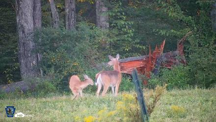 Pennsylvania Elk Live Webcam - Sep 5, 2026, 7:14pm EDT