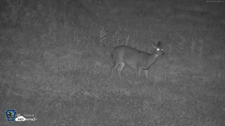 Pennsylvania Elk Live Webcam - Sep 28, 2026, 6:13am EDT
