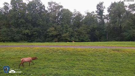 Pennsylvania Elk Live Webcam - Aug 11, 2026, 7:01am EDT