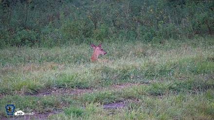 Pennsylvania Elk Live Webcam - Sep 4, 2026, 6:37pm EDT