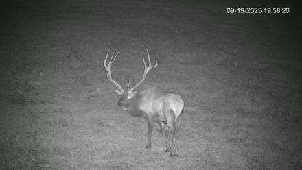 Pennsylvania Elk Live Webcam - Sep 19, 2025, 7:59pm EDT