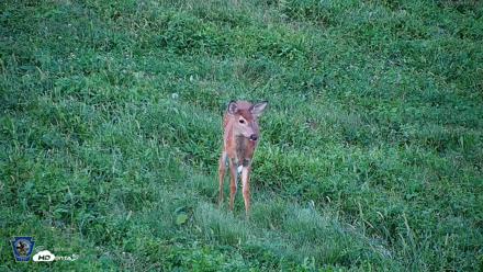 Pennsylvania Elk Live Webcam - Sep 4, 2026, 7:10pm EDT