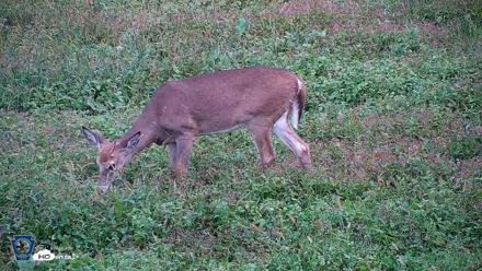 Pennsylvania Elk Live Webcam - Sep 30, 2026, 5:53pm EDT