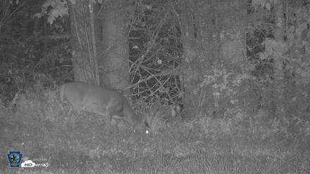 Pennsylvania Elk Live Webcam - Oct 3, 2026, 11:56pm EDT