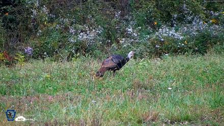 Pennsylvania Elk Live Webcam - Oct 1, 2026, 12:55pm EDT