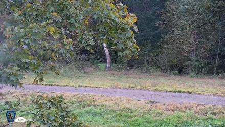 Pennsylvania Elk Live Webcam - Sep 30, 2026, 5:43pm EDT