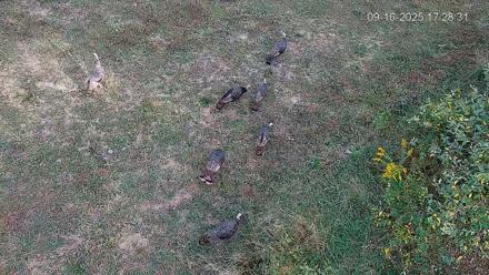 Pennsylvania Elk Live Webcam - Sep 16, 2025, 5:29pm EDT