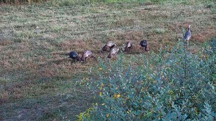 Pennsylvania Elk Live Webcam - Sep 16, 2025, 5:32pm EDT