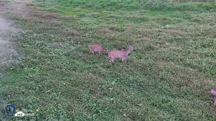 Pennsylvania Elk Live Webcam - Oct 1, 2026, 5:41pm EDT