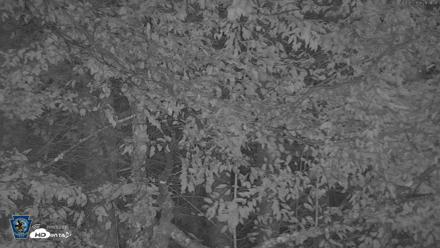 Pennsylvania Elk Live Webcam - Sep 5, 2026, 9:22pm EDT