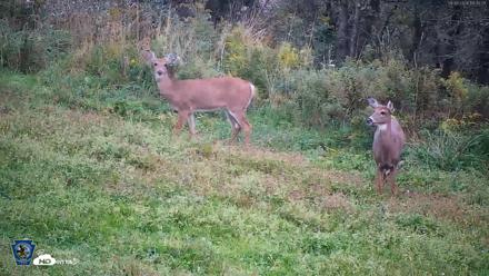 Pennsylvania Elk Live Webcam - Sep 30, 2026, 6:31pm EDT