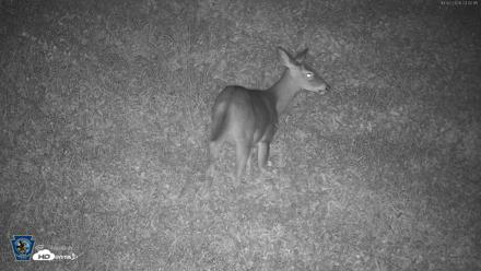 Pennsylvania Elk Live Webcam - Oct 2, 2026, 11:03pm EDT