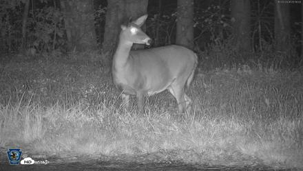 Pennsylvania Elk Live Webcam - Oct 3, 2026, 9:00pm EDT