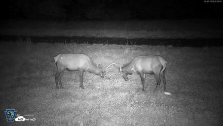 Pennsylvania Elk Live Webcam - Aug 27, 2026, 8:50pm EDT