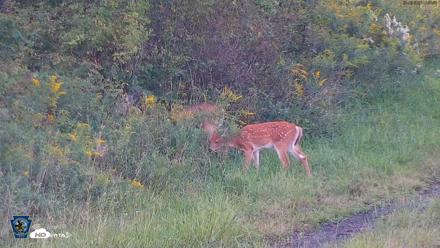 Pennsylvania Elk Live Webcam - Sep 5, 2026, 6:59pm EDT