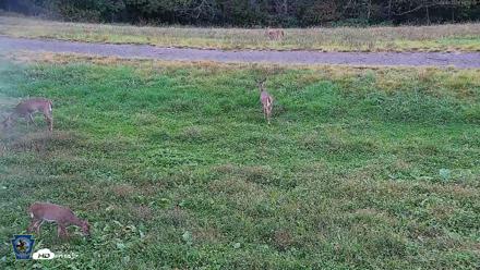 Pennsylvania Elk Live Webcam - Sep 30, 2026, 6:06pm EDT