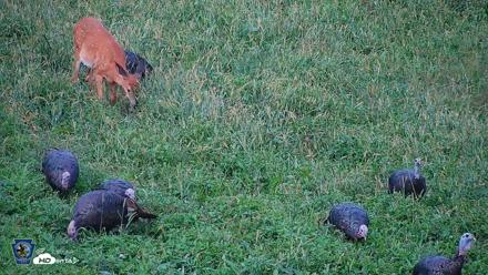 Pennsylvania Elk Live Webcam - Sep 9, 2026, 5:56pm EDT