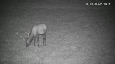 Pennsylvania Elk Live Webcam - Sep 1, 2025, 11:48pm EDT
