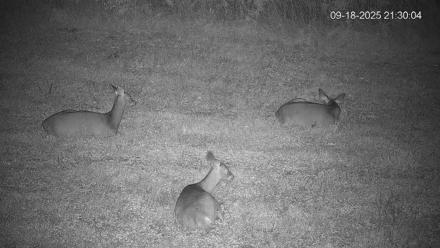 Pennsylvania Elk Live Webcam - Sep 18, 2025, 9:31pm EDT