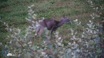 Pennsylvania Elk Live Webcam - Sep 28, 2026, 6:56am EDT