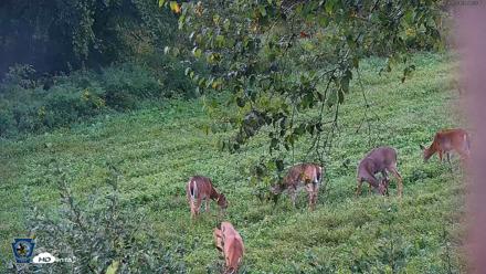 Pennsylvania Elk Live Webcam - Sep 5, 2026, 7:54am EDT
