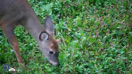 Pennsylvania Elk Live Webcam - Oct 1, 2026, 8:17am EDT