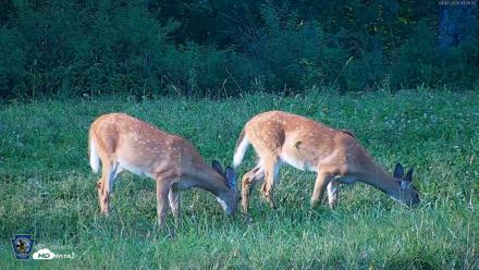 Pennsylvania Elk Live Webcam - Sep 7, 2026, 6:09pm EDT