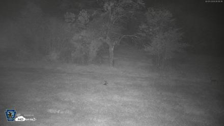 Pennsylvania Elk Live Webcam - Sep 30, 2026, 1:52am EDT