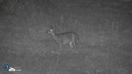 Pennsylvania Elk Live Webcam - Sep 28, 2026, 6:18am EDT