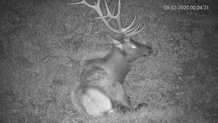 Pennsylvania Elk Live Webcam - Sep 2, 2025, 12:25am EDT