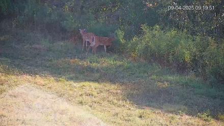 Pennsylvania Elk Live Webcam - Sep 4, 2025, 9:20am EDT