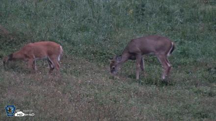 Pennsylvania Elk Live Webcam - Sep 28, 2026, 7:15pm EDT