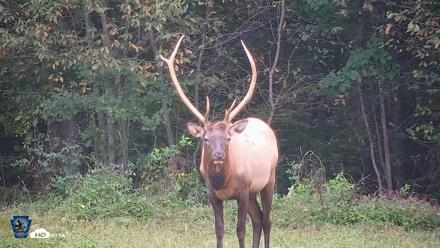 Pennsylvania Elk Live Webcam - Sep 9, 2026, 7:10pm EDT