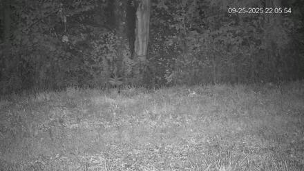 Pennsylvania Elk Live Webcam - Sep 25, 2025, 10:06pm EDT