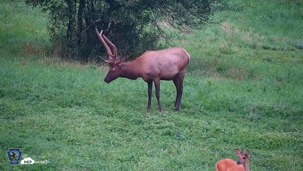 Pennsylvania Elk Live Webcam - Aug 10, 2026, 7:28pm EDT