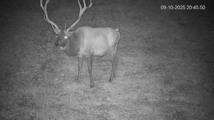 Pennsylvania Elk Live Webcam - Sep 10, 2025, 8:46pm EDT