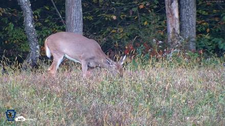 Pennsylvania Elk Live Webcam - Oct 3, 2026, 6:37pm EDT