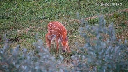 Pennsylvania Elk Live Webcam - Aug 29, 2025, 6:19pm EDT